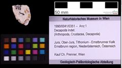 Foto (Objekt + Etiketten) von Decapoda indet. (NHMW-GEO-1990-0041-0351)